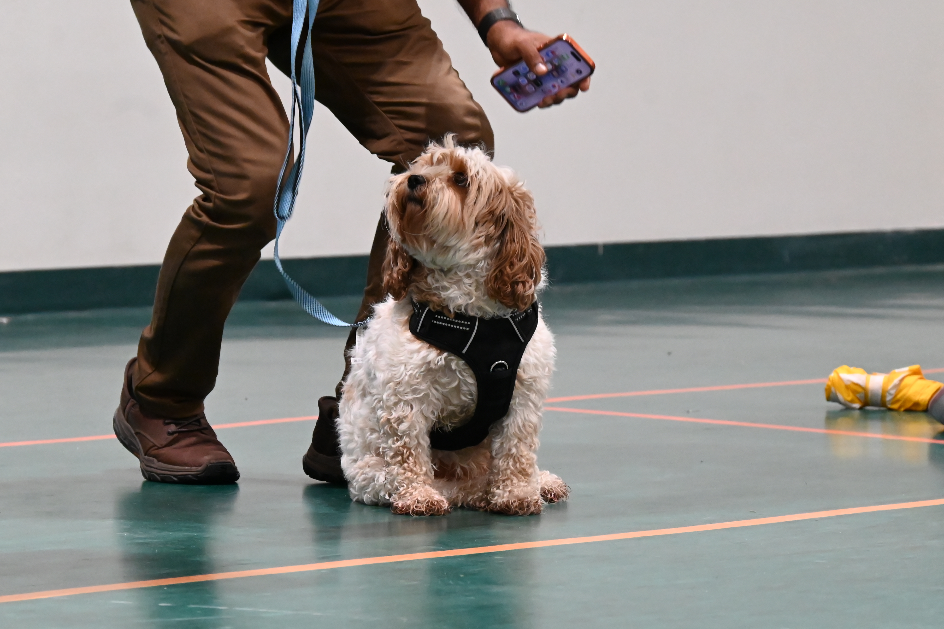 Pet