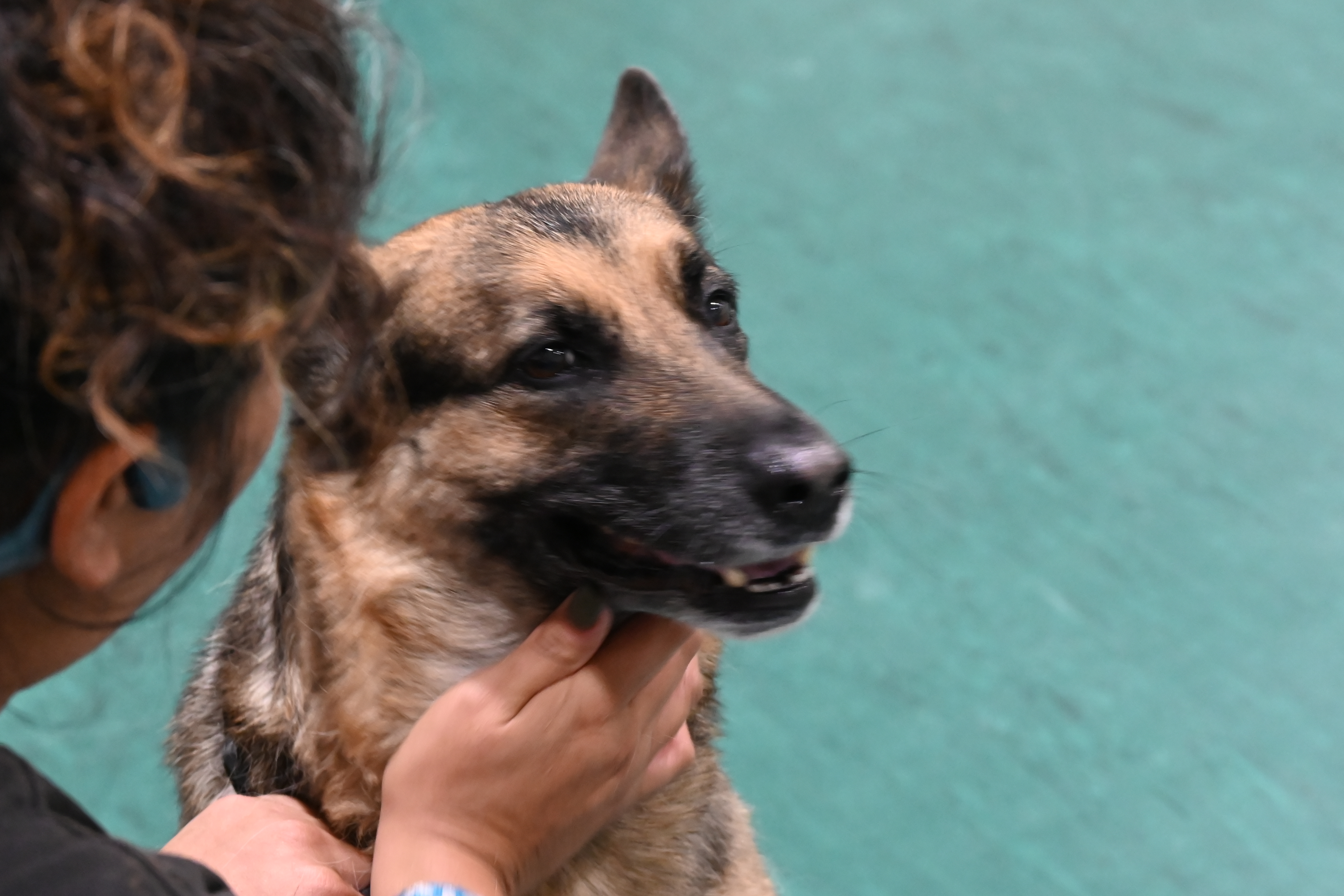 Pet